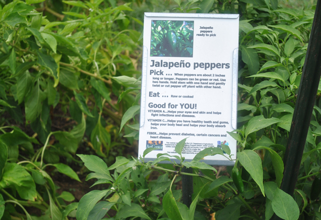 Valencia Community Garden Fall Planting Day 2012