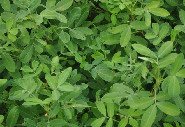 Valencia Community Garden Fall Planting Day 2012