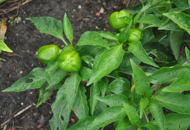 Valencia Community Garden Fall Planting Day 2012