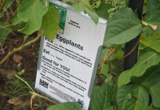 Valencia Community Garden Fall Planting Day 2012