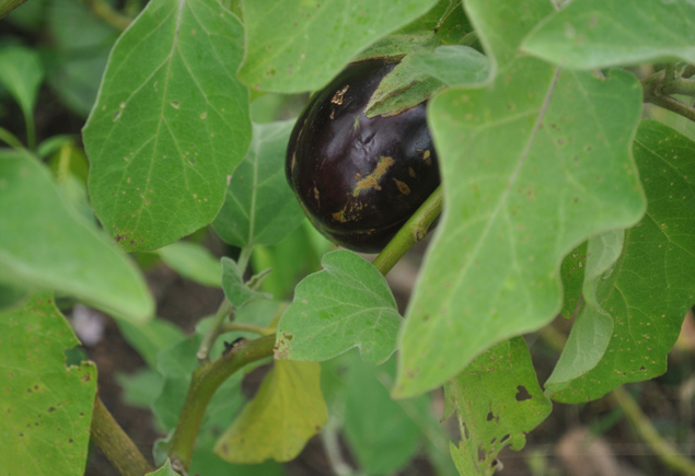 Valencia Community Garden Fall Planting Day 2012