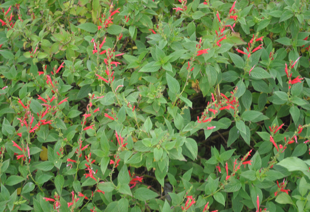 Valencia Community Garden Fall Planting Day 2012