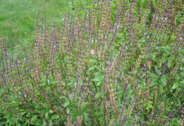 Valencia Community Garden Fall Planting Day 2012