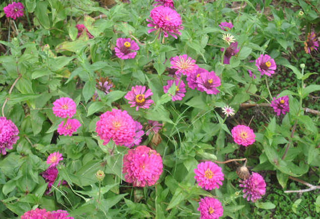 Valencia Community Garden Fall Planting Day 2012