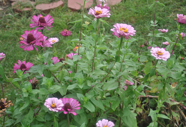 Valencia Community Garden Fall Planting Day 2012