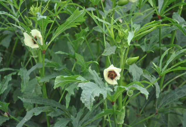 Valencia Community Garden Fall Planting Day 2012