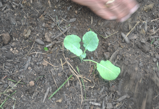 Valencia Community Garden Fall Planting Day 2012