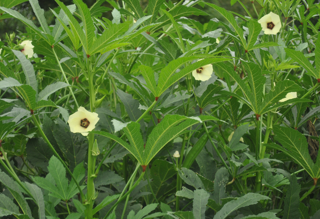 Valencia Community Garden Fall Planting Day 2012