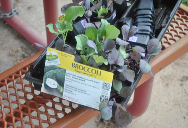 Valencia Community Garden Fall Planting Day 2012