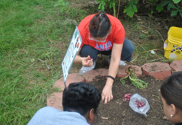 Valencia Community Garden Fall Planting Day 2012